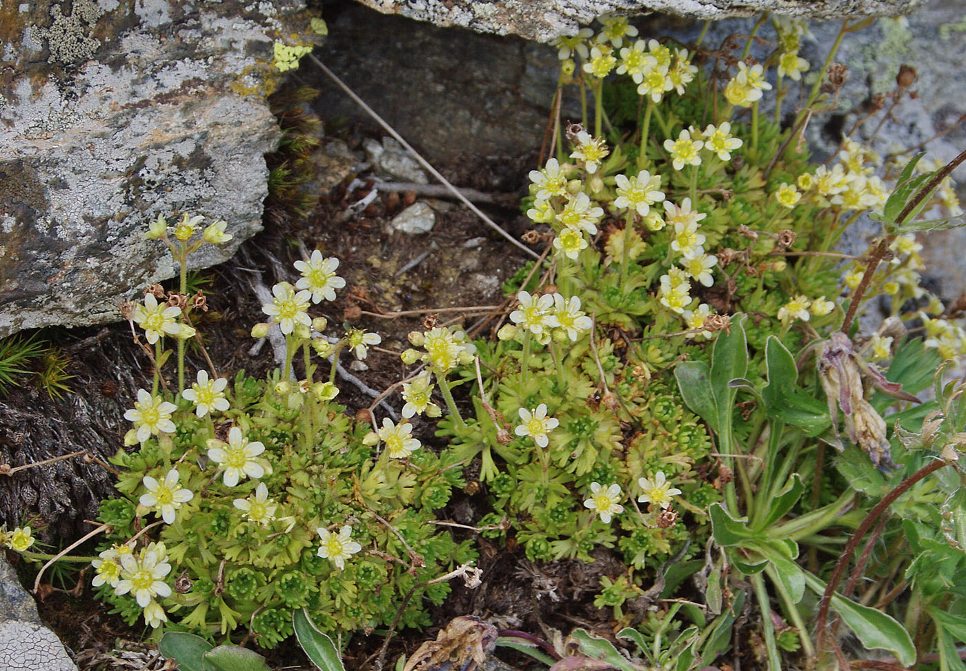 Изображение особи Saxifraga exarata.