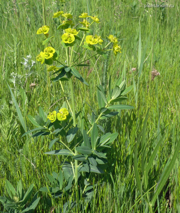 Изображение особи Euphorbia iberica.