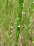 Aegilops cylindrica