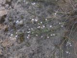 genus Asperula