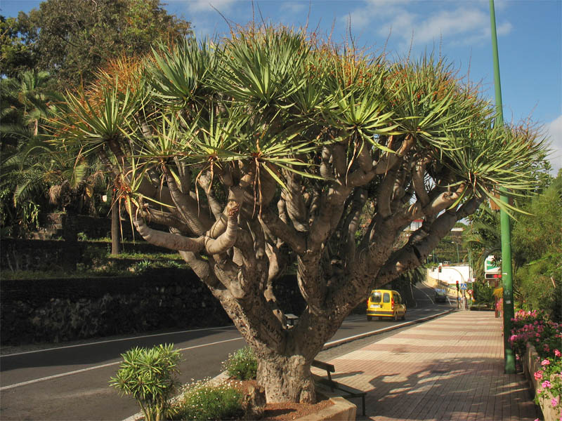 Изображение особи Dracaena draco.