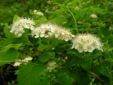 Spiraea flexuosa. Часть ветви с соцветиями. Хабаровский край, Ванинский р-н, окр. пос. Высокогорный. 12.06.2012.