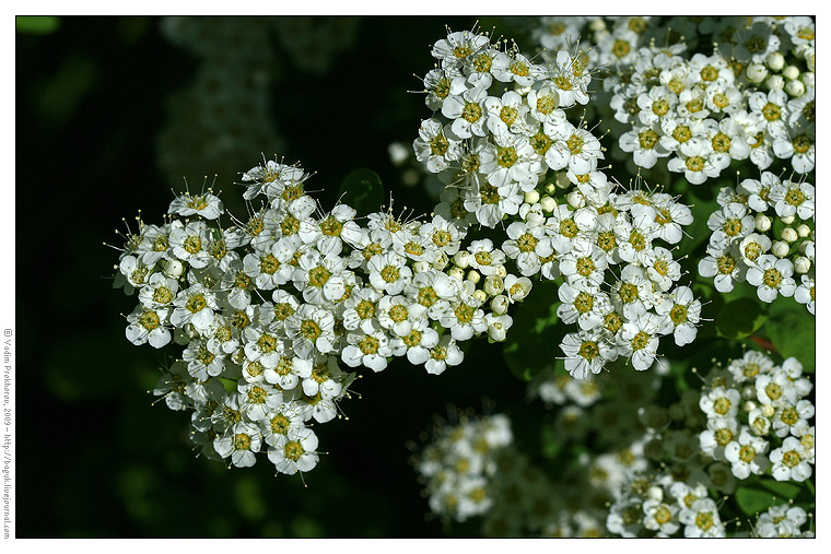 Image of Spiraea media specimen.