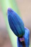 Scilla siberica. Бутон. Ростовская обл., г. Таганрог. 19.03.2013.