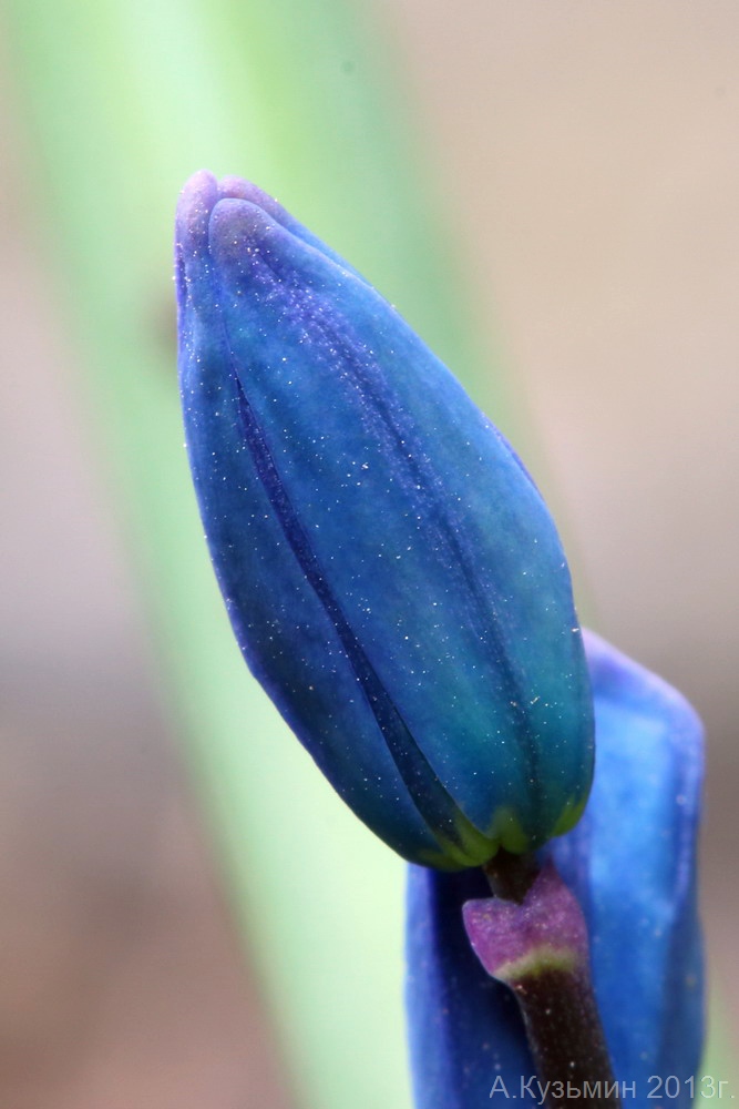 Изображение особи Scilla siberica.