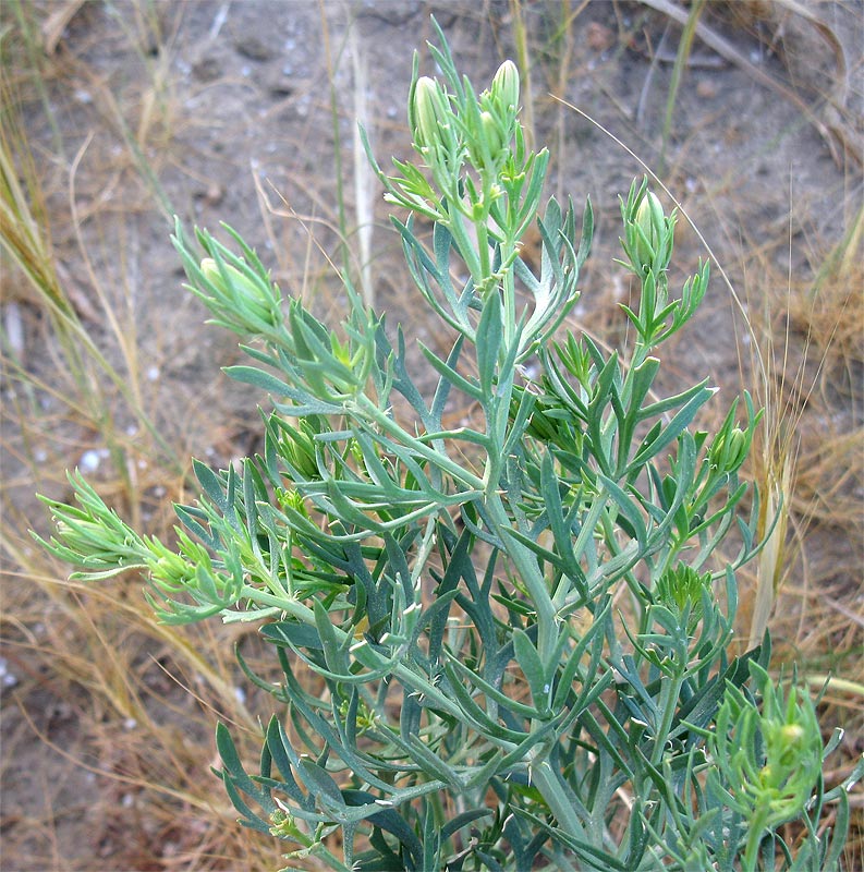 Image of Peganum harmala specimen.