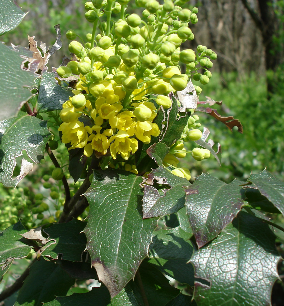 Изображение особи Mahonia aquifolium.