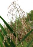 Phragmites australis. Отцветшее соцветие. Хорватия, Лика-Сень, Национальный парк «Плитвицкие озёра», у берега протоки между озерами. 05.09.2012.