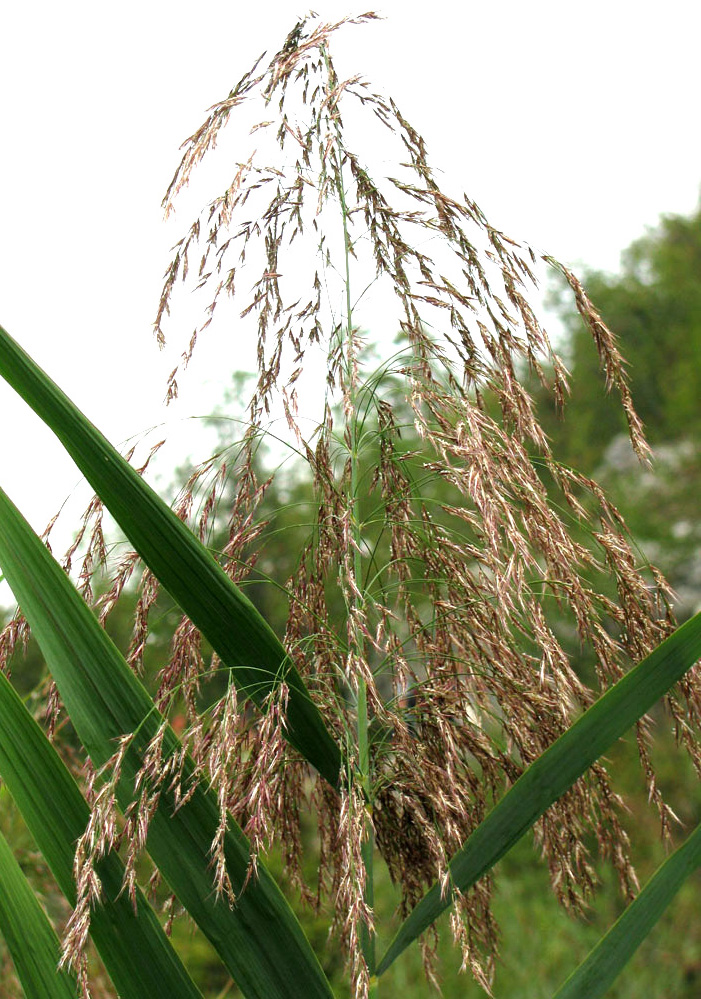 Изображение особи Phragmites australis.