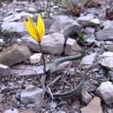 Tulipa australis