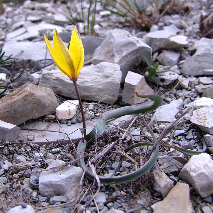 Image of Tulipa australis specimen.