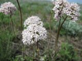 Valeriana tuberosa