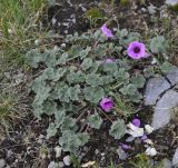 Geranium subcaulescens