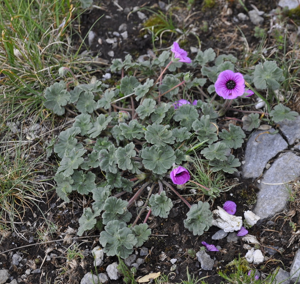 Image of Geranium subcaulescens specimen.