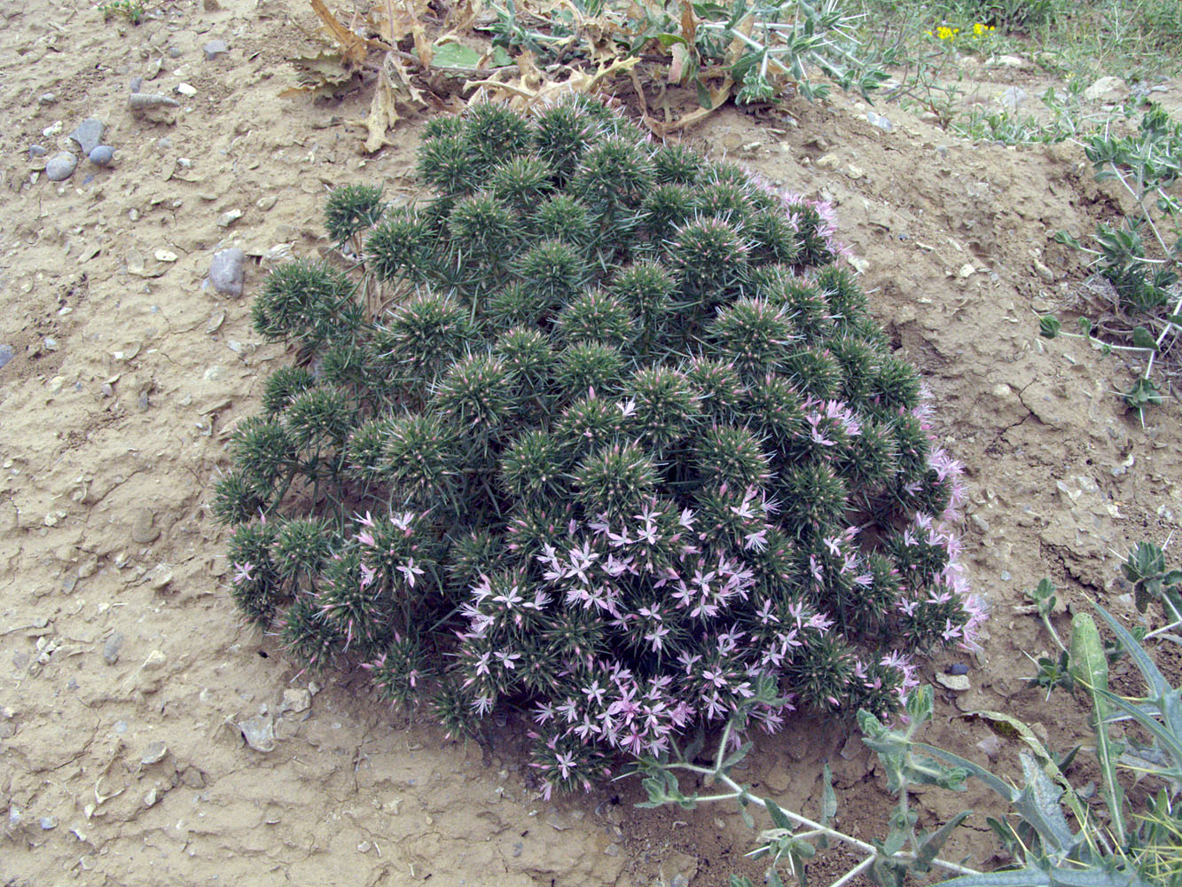 Изображение особи Acanthophyllum subglabrum.