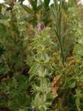 Sideritis montana