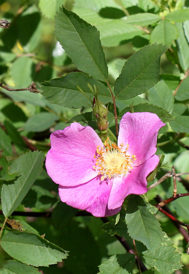 Image of Rosa gymnocarpa specimen.