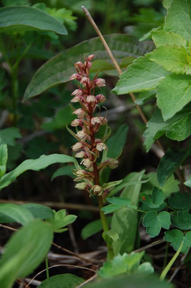 Image of Dactylorhiza viridis specimen.