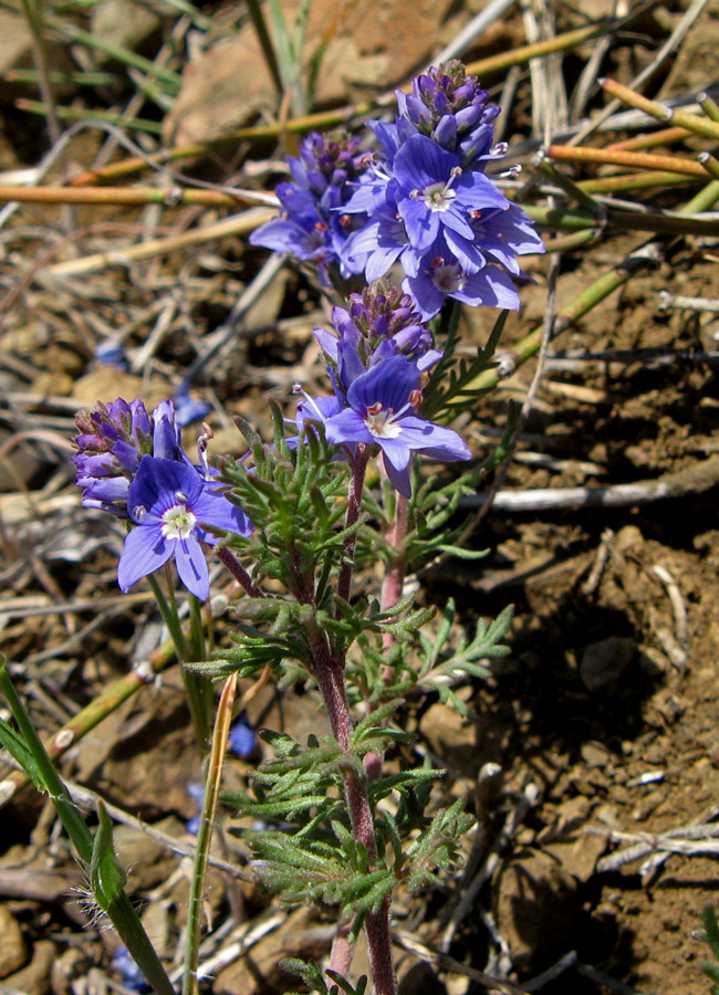 Image of Veronica capsellicarpa specimen.