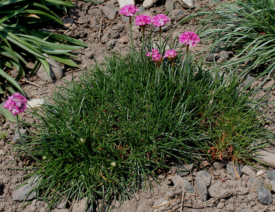 Изображение особи Armeria maritima.