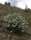 Minuartia circassica