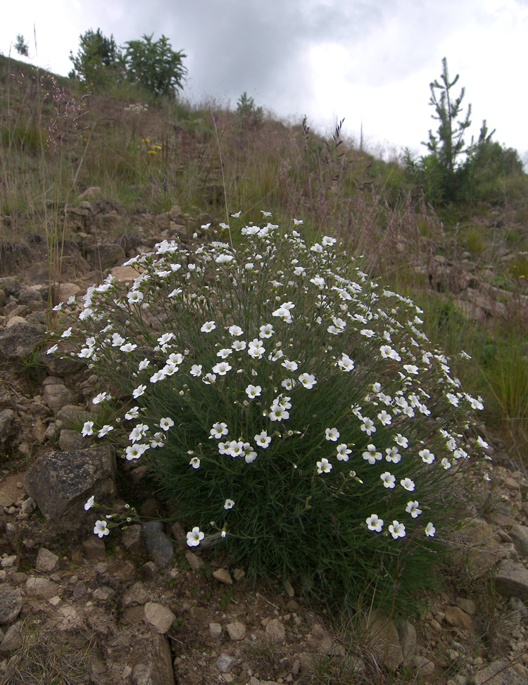 Изображение особи Minuartia circassica.