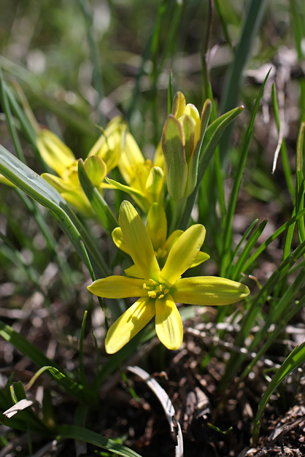 Image of genus Gagea specimen.