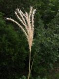 Bothriochloa ischaemum. Соплодие. Краснодарский край, м/о Анапа, окр. с. Сукко, можжевеловое редколесье близ оз. Сукко. 04.08.2013.