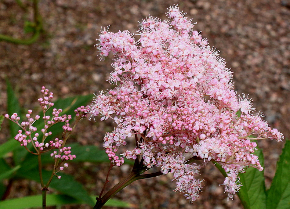 Image of Filipendula rubra specimen.