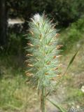 Trifolium angustifolium