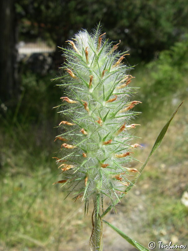 Изображение особи Trifolium angustifolium.