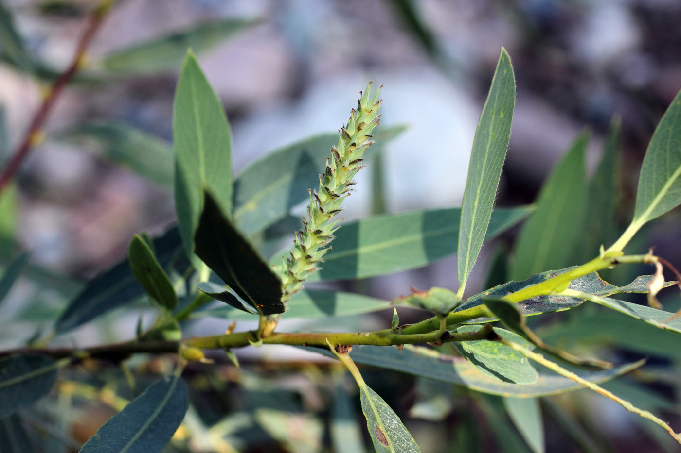 Image of Salix pycnostachya specimen.