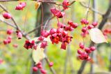 Euonymus maximowiczianus. Соплодия. Окр. Владивостока, широколиственный лес. 01.10.2013.