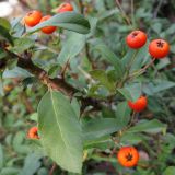 Pyracantha coccinea. Часть ветви с плодами. Краснодарский край, окр. г. Геленджик, щель Прасковеевская, обочина дороги по склону хребта над селом Прасковеевка. 21.09.2013.