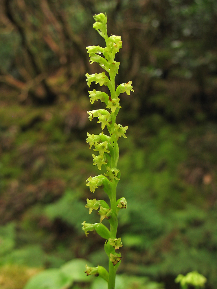 Image of Gennaria diphylla specimen.