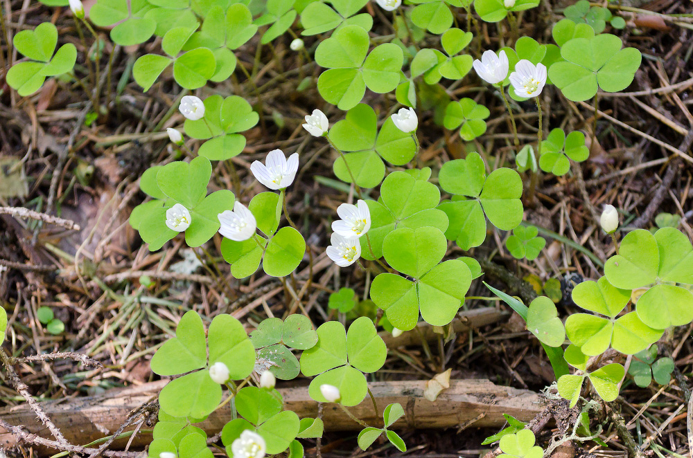 Изображение особи Oxalis acetosella.