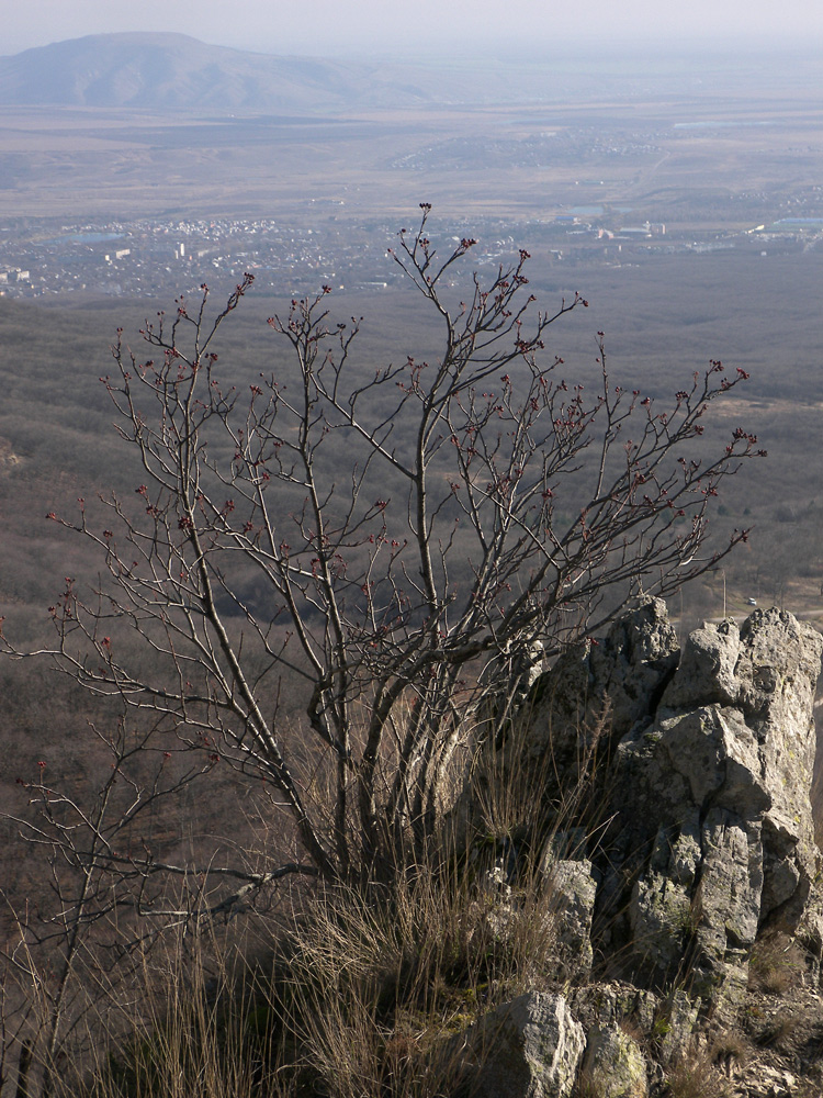 Изображение особи Sorbus caucasica.