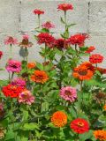 Zinnia elegans