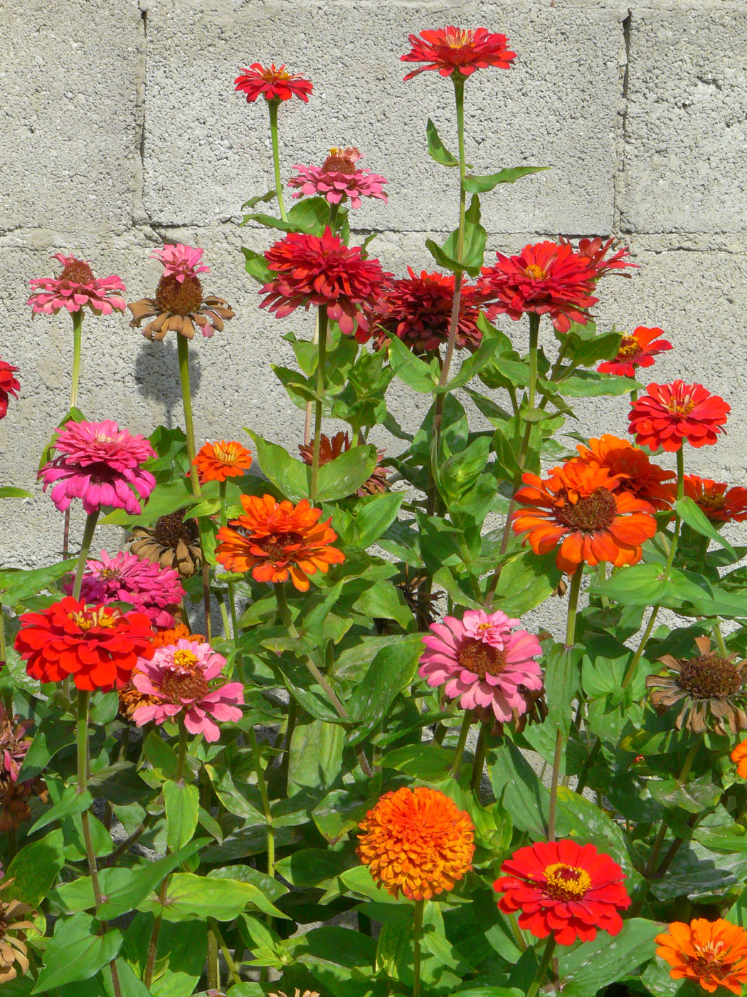 Image of Zinnia elegans specimen.