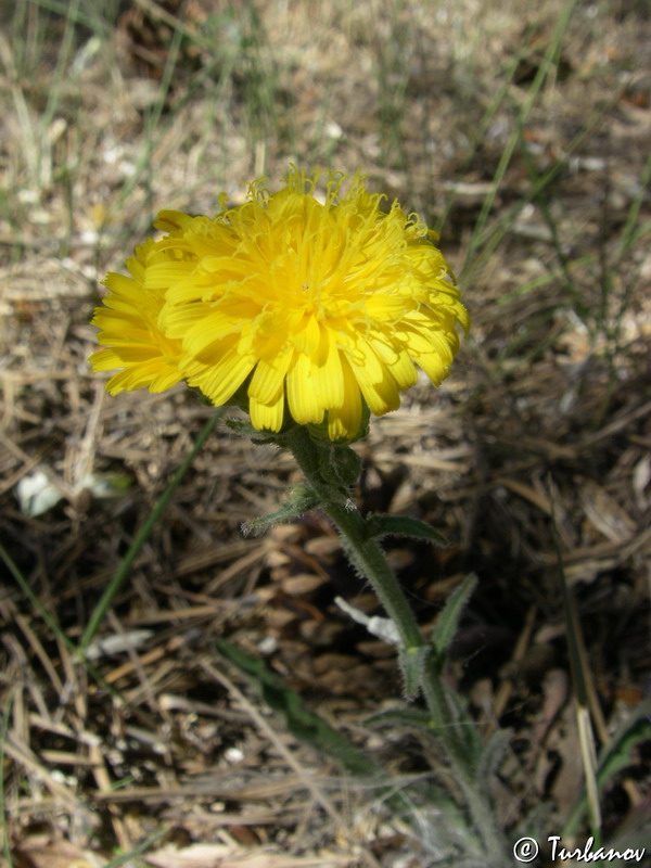 Image of familia Asteraceae specimen.