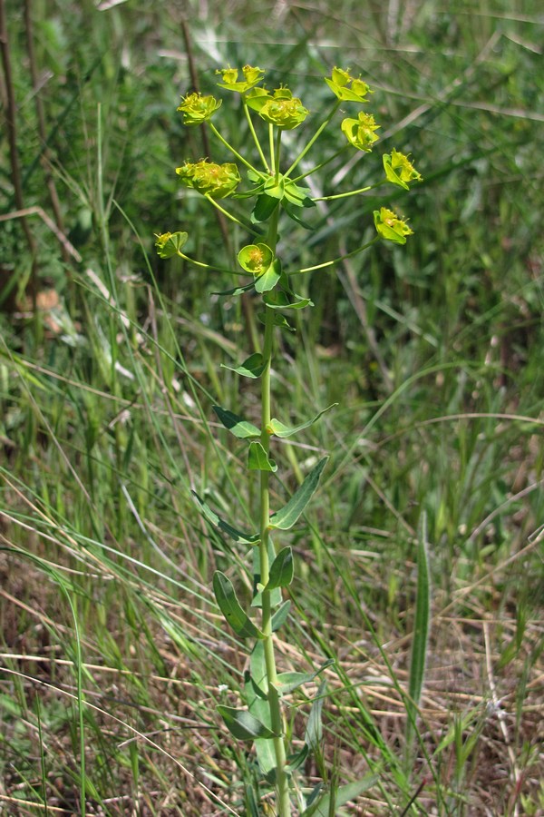 Изображение особи Euphorbia agraria.