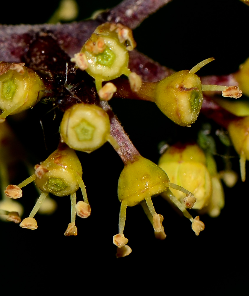 Image of Heptapleurum arboricola specimen.