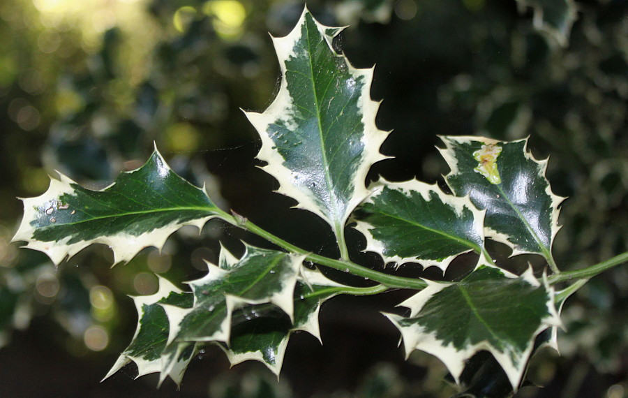 Image of Ilex aquifolium specimen.