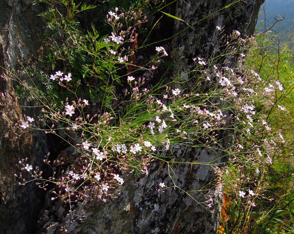 Изображение особи Gypsophila rupestris.