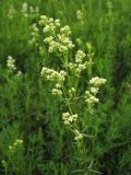 Galium boreale. Соцветие. Украина, Львов, луговой склон южной экспозиции. 30 мая 2009 г.