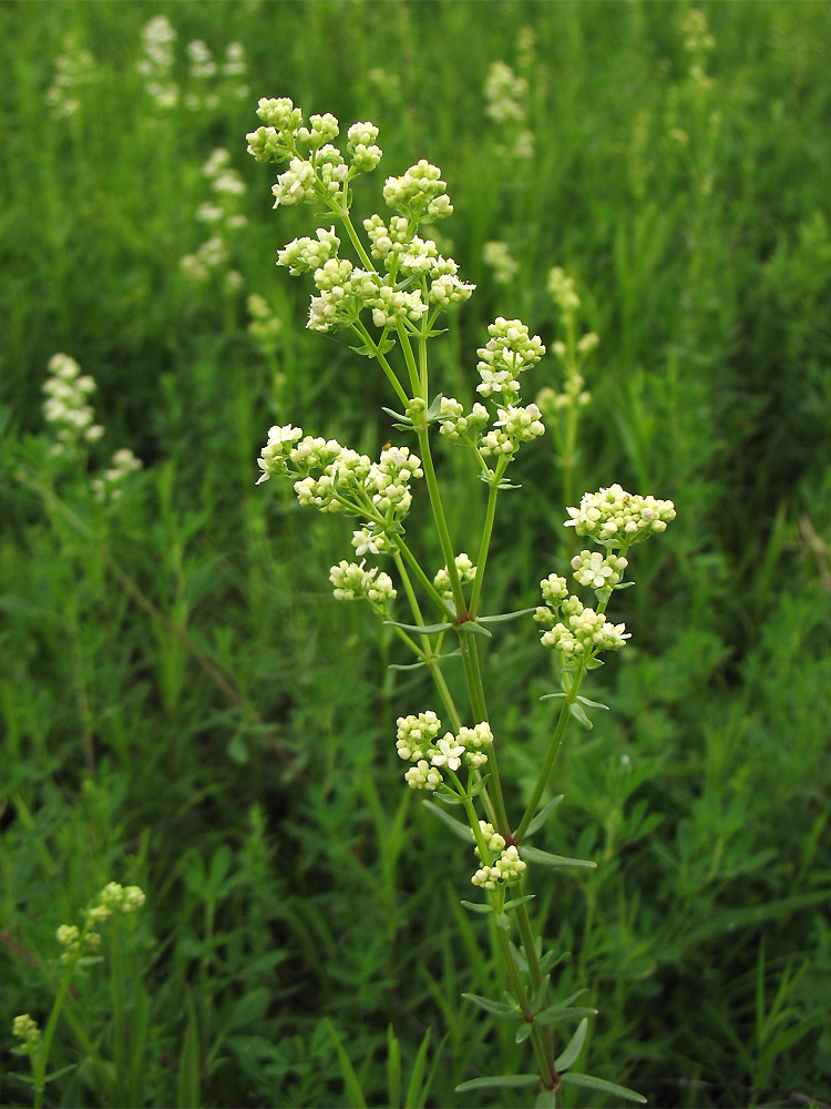 Изображение особи Galium boreale.