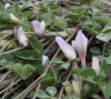 Trifolium uniflorum