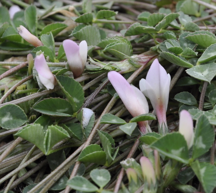 Image of Trifolium uniflorum specimen.