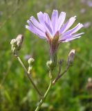 Lactuca tatarica