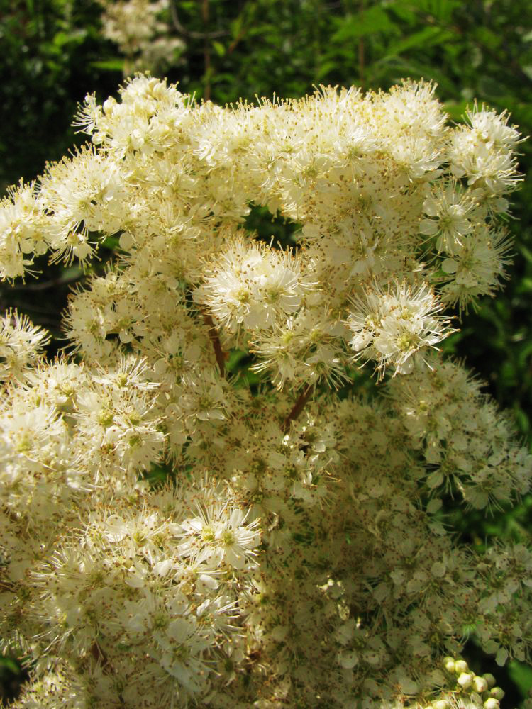 Изображение особи Filipendula ulmaria.